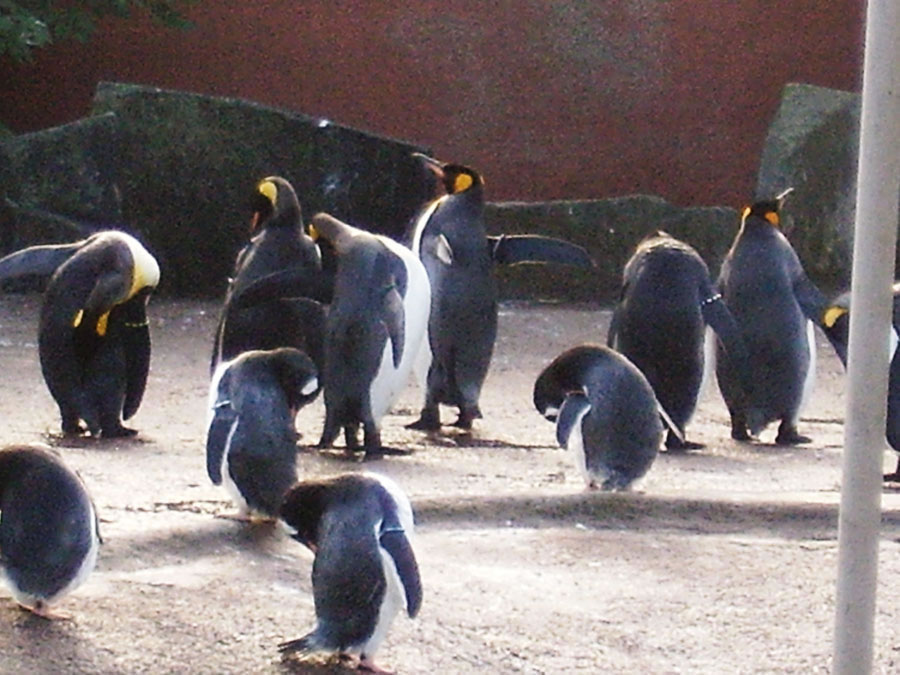 Pinguins no Edinburgh Zoo - Foto tirada por Hamilton Alves
